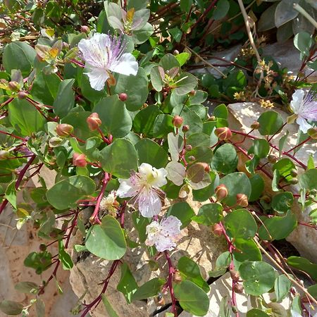 Scicli Citta Felice Villa Ngoại thất bức ảnh